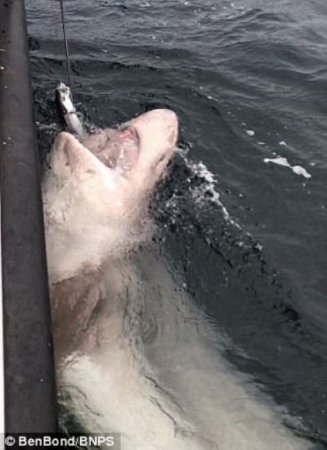 У берегов Ирландии поймали на удочку акулу длиной семь с половиной метров и весом около 700 кг! (фото, видео)