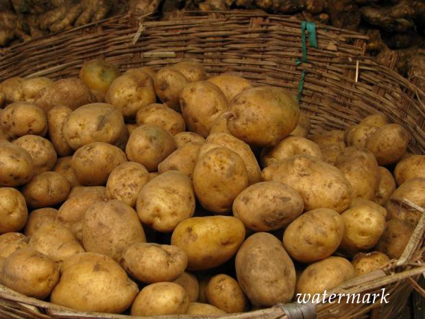 Цены на картофель в этом году будут низкими - эксперты