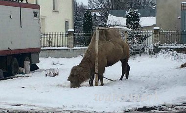 В Тернопольской области цирк из Грузии бросил верблюда