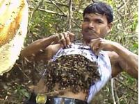 Индиец поразил пользователей Интернета, засунув себе под майку тысячи пчел (видео)