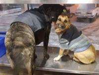 Спасение братьев меньших: в Кременчуге бездомных собак одели в свитера