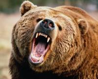 Дикий медведь ворвался в город и покалечил около десяти человек