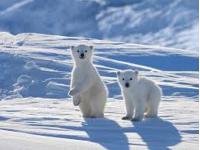 Пока Европа мерзнет, в Арктике наблюдается рекордно теплая погода