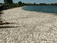 В Аргентине наблюдается загадочная массовая гибель рыбы (фото)
