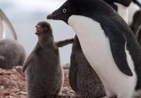 Крупнейшая колония пингвинов открыта по космическим снимкам их гуано