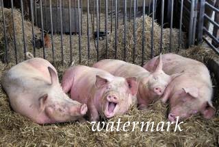 Из-за путешественников, птиц и грызунов поголовье свиней в Украине сократилось практически на 1 млн.