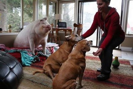 У канадской пары дома живет свинья весом 292 кг! (фото, видео)