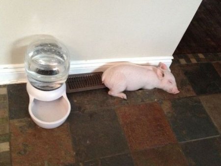 У канадской пары дома живет свинья весом 292 кг! (фото, видео)