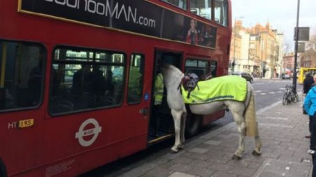 В Лондоне лошадь попыталась зайти... в автобус (фото)
