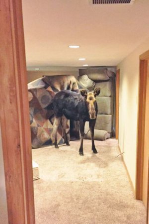 В Айдахо 270-килограммовая лосиха провела в доме три часа и ничего не сломала (фото)