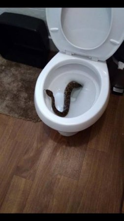 В жилом доме в Техасе нашли 24 гремучие змеи (фото)