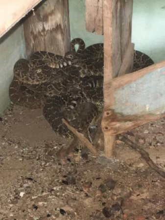 В жилом доме в Техасе нашли 24 гремучие змеи (фото)