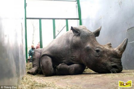 Во Франции браконьеры убили в зоопарке носорога и отпилили ему рог (фото)