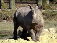 Во Франции браконьеры убили в зоопарке носорога и отпилили ему рог (фото)