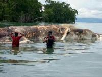 На берег индонезийского острова выбросило тушу морского чудовища (видео)