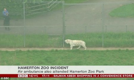 В английском зоопарке тигр загрыз служительницу и, по всей видимости, сбежал из вольера (фото)