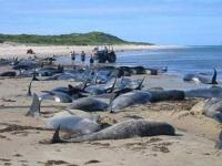В Крыму зафиксирована массовая гибель дельфинов, экологи говорят о бездействии власти