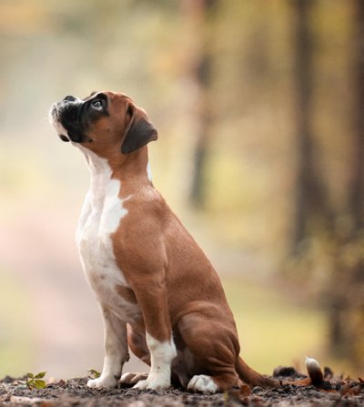 Объявлены победители международного фотоконкурса, посвященного собакам (фото)