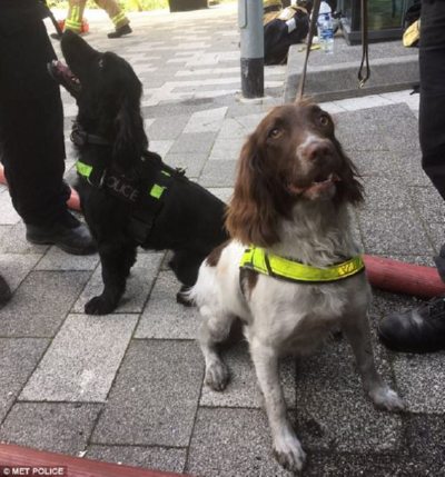 Собаки помогают искать погибших в сгоревшей лондонской высотке (фото)