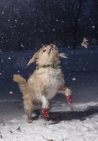 Объявлены победители международного фотоконкурса, посвященного собакам (фото)
