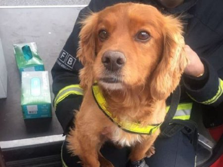 Собаки помогают искать погибших в сгоревшей лондонской высотке (фото)