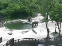 В сеульском зоопарке два слона спасли тонувшего в бассейне слоненка (видео)