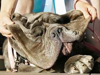 Впервые cамой уродливой в мире признали крупную собаку
