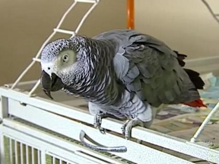 В США попугай помог раскрыть убийство своего хозяина (фото)