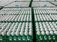 Куриные яйца, зараженные фипронилом, обнаружены уже в трех странах ЕС - Германии, Бельгии, Нидерландах