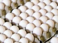 Миллионы куриных яиц изъяты из продажи по всей Германии