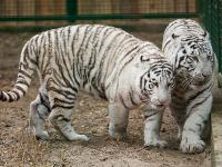 В бердянском зоопарке бенгальская тигрица вновь стала мамой (видео)