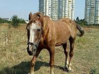 В Одессе полиция азбука расследование по факту безжалостного обращения с конем, какого принуждали возить туристов в жару