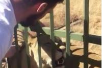 Британского регбиста покусал лев, которого тот попытался погладить в зоопарке (видео)