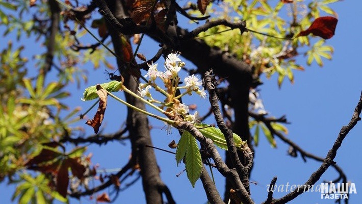 Симферопольские каштаны из-за жары перепутали осень с весной [фото]