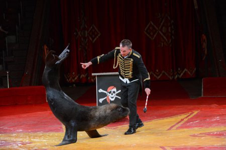 Из-за политических страстей морских львов едва успели привезти в Киев к премьере новой программы цирка (фото)