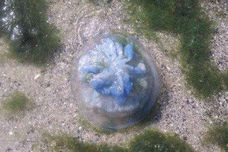Купающихся на одесских пляжах жалят огромные медузы-корнероты (фото)