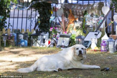 Верная собака Джорджа Майкла дежурит каждый день на кладбище, где похоронен певец (фото)