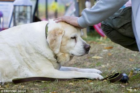 Верная собака Джорджа Майкла дежурит каждый день на кладбище, где похоронен певец (фото)