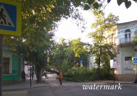 В фокусе Симферополя поперек улицы рухнуло дерево [видео]