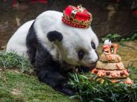 В Китае умерла самая старая из живущих в неволе больших панд