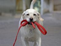 Киевсовет запретил выгуливать собак на территории школ и больниц столицы