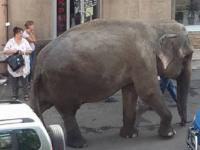 По Одессе прогулялся «ничейный» слон (фото)