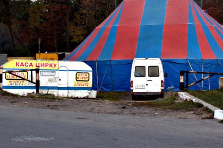 На Буковине сбежавшие еноты-циркачи устроили в магазине «пирушку» на 47 тысяч гривен? (фото)