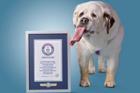 Сенбернар из США вошел в Книгу рекордов Гиннесса как собака с самым длинным языком в мире (фото)