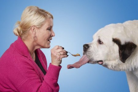 Сенбернар из США вошел в Книгу рекордов Гиннесса как собака с самым длинным языком в мире (фото)