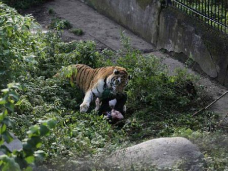 В Калининграде тигр напал на служительницу зоопарка (фото)