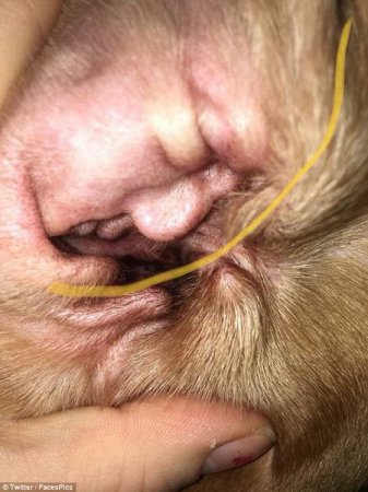В ухе собаки нашли портрет Дональда Трампа (фото)