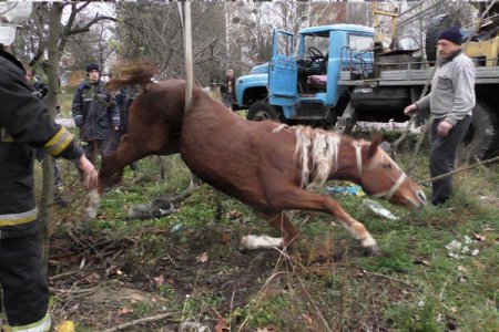 В Житомире горожане и спасатели еле достали коня, застрявшего в заброшенном люке (фото)