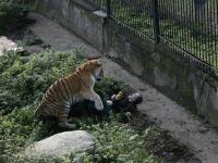 В Калининграде тигр напал на служительницу зоопарка (фото)