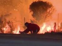 Мужчина, рискуя жизнью, вынес дикого кролика из огня во время лесного пожара в Калифорнии (видео)